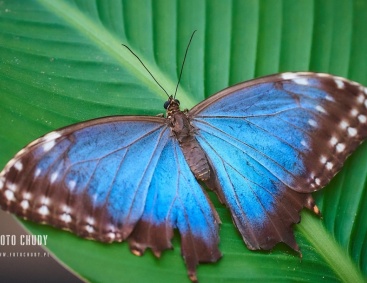 MOTYLARNIA  KARWIA 