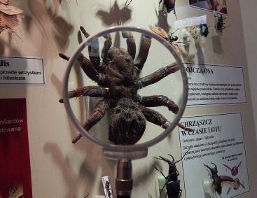 Muzeum Motyli  