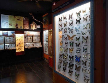 Muzeum Motyli  