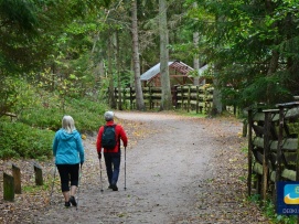 W lesie na wytyczonych scieżkach można uprawiać Nordic Walking