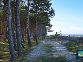 Dębki- ścieżka wzdłuż plaży przy lesie