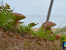 Dębki - okoliczne lasy obfitują w różne gatunki grzybów