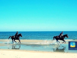 Jazda konna po plaży. Stadninę koni z pięknymi Trakenami znajdziecie między innymi w Białogórze k. Dębek.