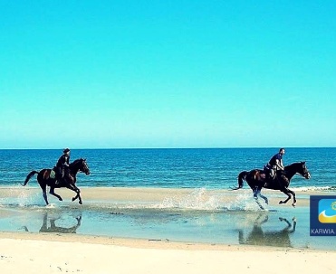 Jazda konna po plaży. Stadninę koni z pięknymi Trakenami znajdziecie między innymi w Białogórze k. Dębek.