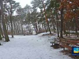 Karwia - las w zimowej scenerii.
