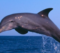 Nieprawdopodobne! Delfin widziany w pobliżu Dębek i Władysławowa!