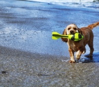Pies na plaży ? co warto wiedzieć?